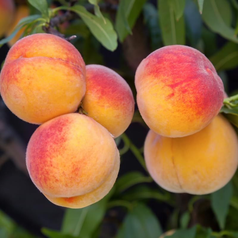 Cold-Hardy Peach Tree Live Plant Seedling, 6-10 Inches in Tall, Peach Tree for Planting, Zones 5-11, No CA