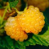 1 Anne Raspberry Plant Live for Planting, Anne Raspberry Bushes Live Plant Potted, Raspberry Fruit Tree 16-22 Inch Tall