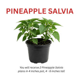 2 Salvia Plants, Pineapple Salvia Live Plants, 4-6 Inches Tall, 4 Inches Pot, Long Blooming Red Flowers for Indoor Outdoor Growing