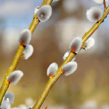 Set 4 Pussy Willow Tree Bare Roots, Flowering Willow Shrub for Landscape, Yard or Outdoor Growing, Bare Roots 6-12 Inch Tall