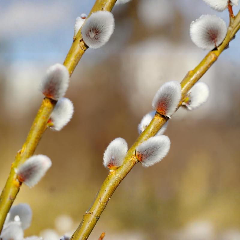 Set 4 Pussy Willow Tree Bare Roots, Flowering Willow Shrub for Landscape, Yard or Outdoor Growing, Bare Roots 6-12 Inch Tall