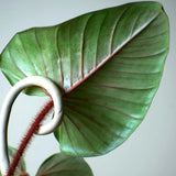 2 Rare Philodendron Live Plants Varieties Collection, Philodendrons Plants Size 5-9 Inc for Indoor Houseplant Décor, Ornamental Tropical Well-Rooted (Hairy Philodendron Plants)