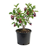Serviceberry Tree Live Plant, Serviceberry Plant, 2-3 Years Old Plant, 16-24 Inc Tall, Sweet Edible Berries for Outdoor Garden