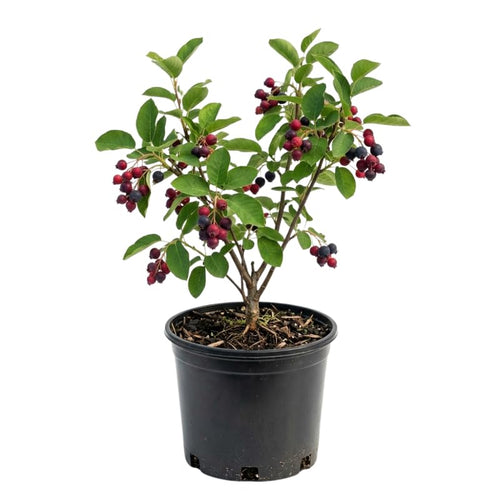 Serviceberry Tree Live Plant, Serviceberry Plant, 2-3 Years Old Plant, 16-24 Inc Tall, Sweet Edible Berries for Outdoor Garden