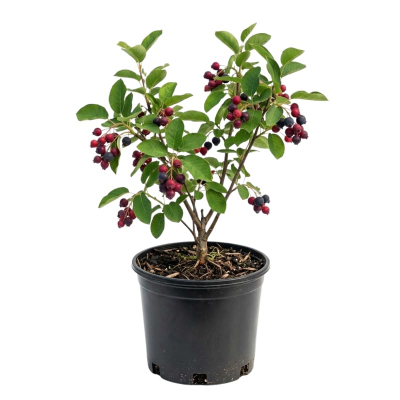 Serviceberry Tree Live Plant, Serviceberry Plant, 2-3 Years Old Plant, 16-24 Inc Tall, Sweet Edible Berries for Outdoor Garden