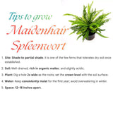 5 Maidenhair Fern Rhizomes Live Plants for Planting, Ferns Live Plants Outdoors Indoors Full Shade, Bare Roots, Fast-Growing