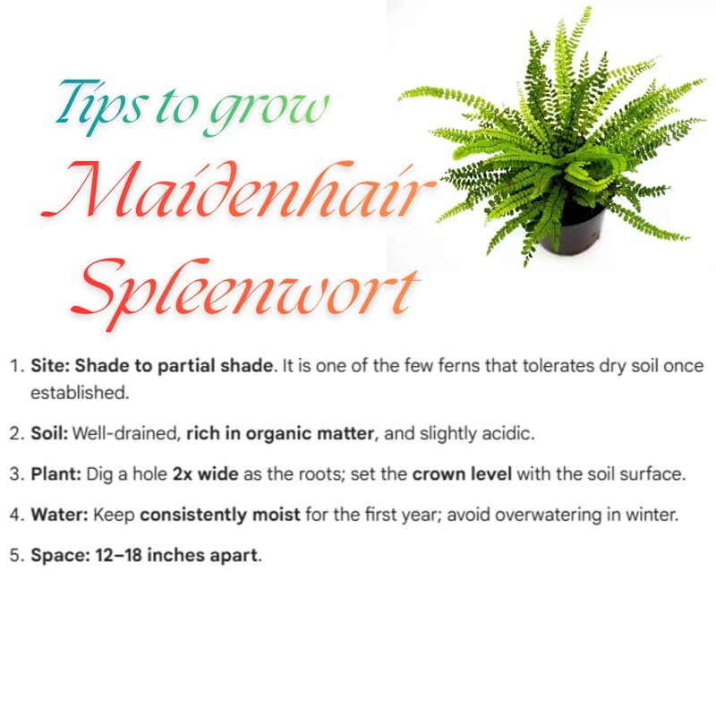 5 Maidenhair Fern Rhizomes Live Plants for Planting, Ferns Live Plants Outdoors Indoors Full Shade, Bare Roots, Fast-Growing