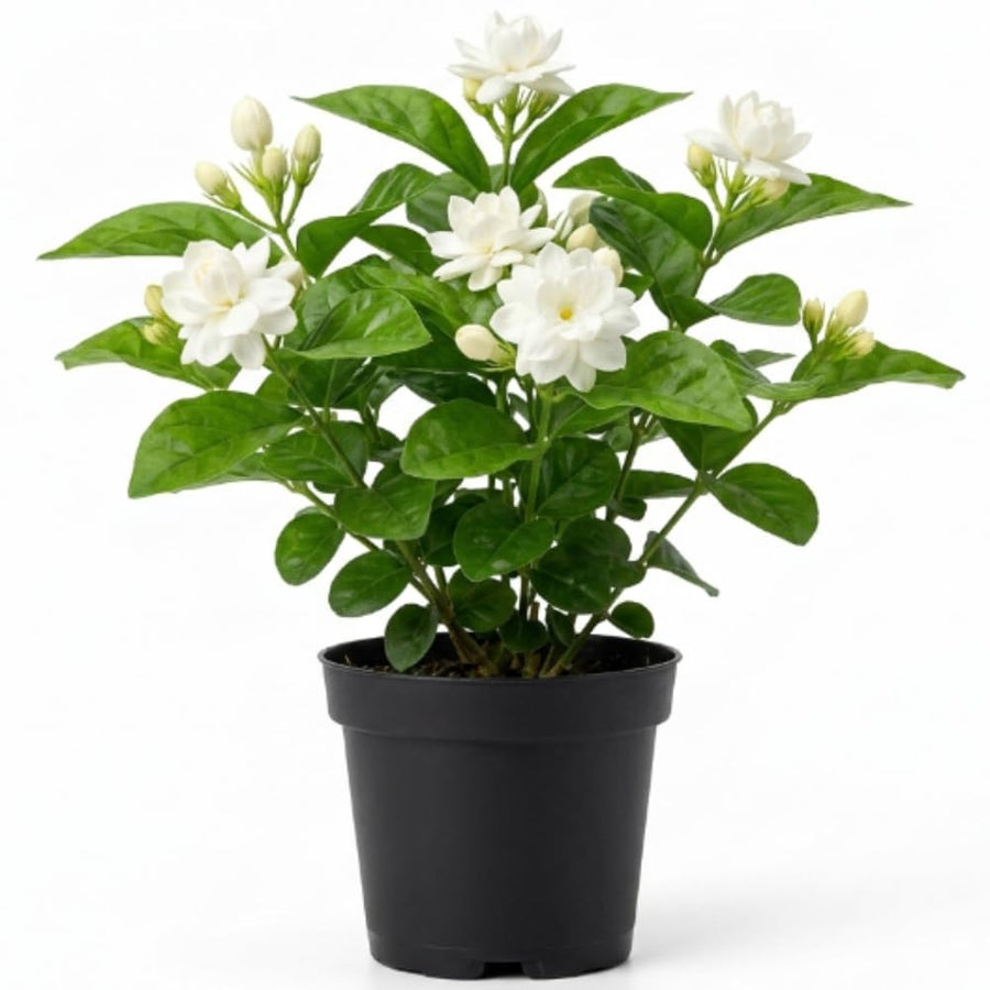 White Arabian Jasmine Plant, 5-7 Inch Height in 3 Inch Pot, Fragrant White Jasmine Flowers for Planting Containers, Outdoor Garden