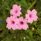 Pack 2 Mexican Petunia Live Plants, Perennial Petunia Vibrant Flowers, Outdoor Garden Growing 4-9 Inches