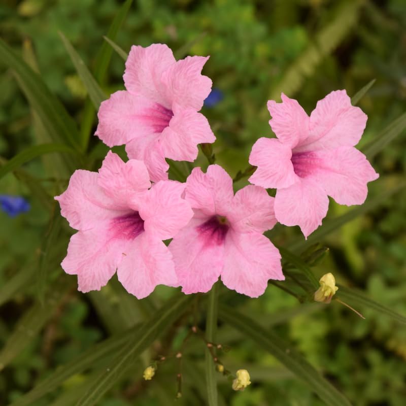 Pack 2 Mexican Petunia Live Plants, Perennial Petunia Vibrant Flowers, Outdoor Garden Growing 4-9 Inches