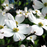 White Dogwood Tree Live Plant in Quart Pot, Flowering Dogwood Tree for Outdoor Garden, Ornamental Tree for Landscape, Yard or Garden Planting