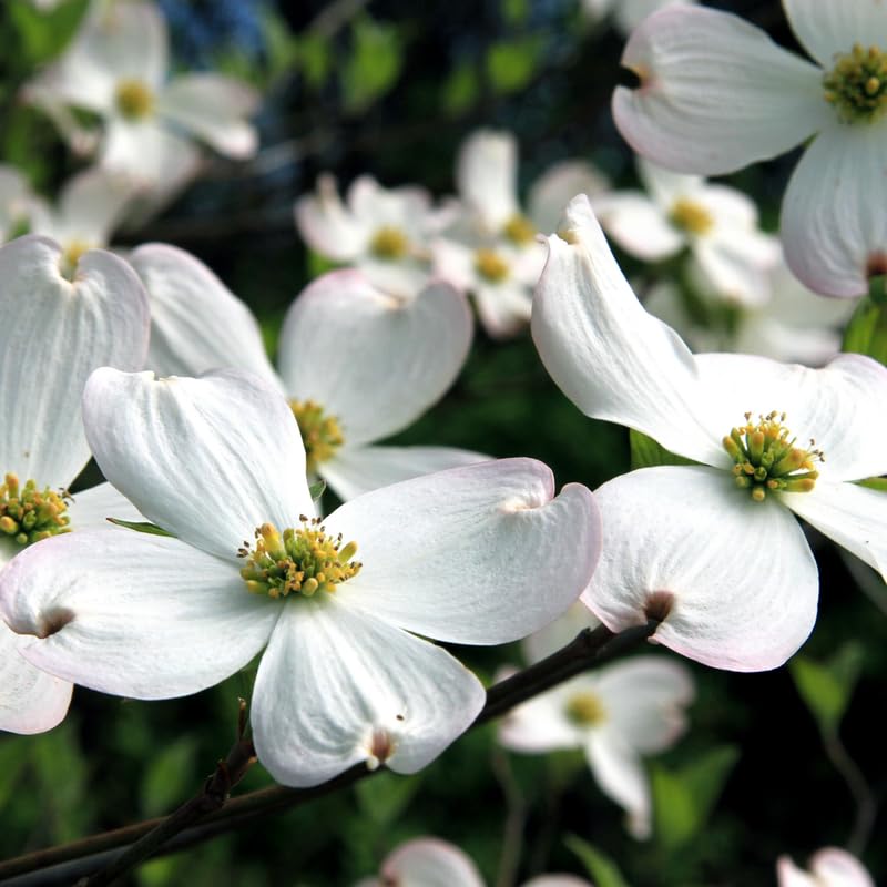 White Dogwood Tree Live Plant in Quart Pot, Flowering Dogwood Tree for Outdoor Garden, Ornamental Tree for Landscape, Yard or Garden Planting