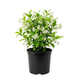 Star Jasmine Plant Live, Jasmine Flower Plant, 3-5 Inc Tall, Fragrant Climbing Vine for Indoor Outdoor Growing