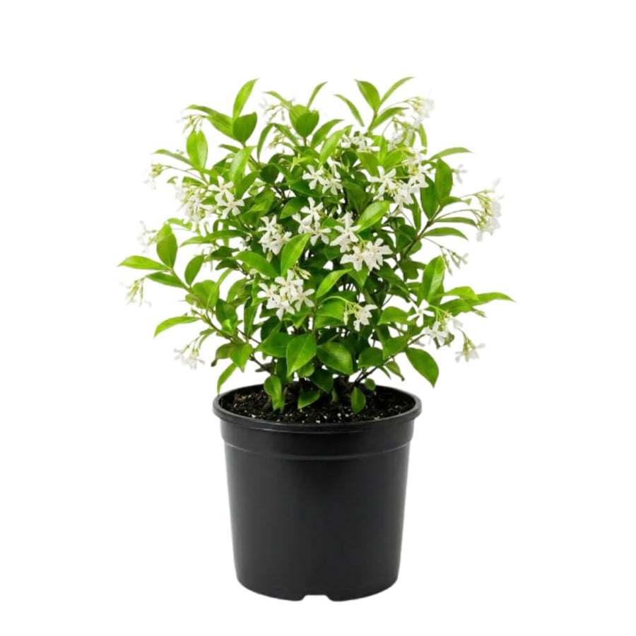 Star Jasmine Plant Live, Jasmine Flower Plant, 3-5 Inc Tall, Fragrant Climbing Vine for Indoor Outdoor Growing