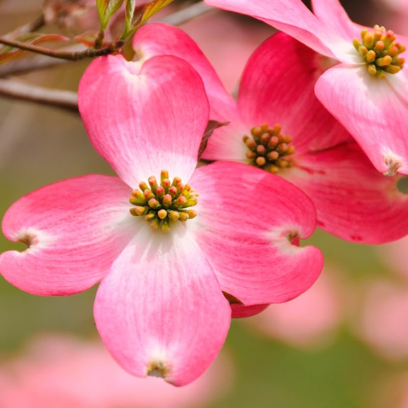 Pink Dogwood Tree Live Plant for Planting 7-12 Inc Height, in Pot, Pink Dogwood Live Plant Dogwood Bush Shrub, Dogwood Plant Live, Dogwood Flowers