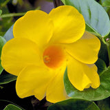 2 Mandevilla Live Plants, Mandevilla Flowering Vines Trellis, 4-9 Inch Tall Plants for Hanging Baskets, Container and Garden Growing