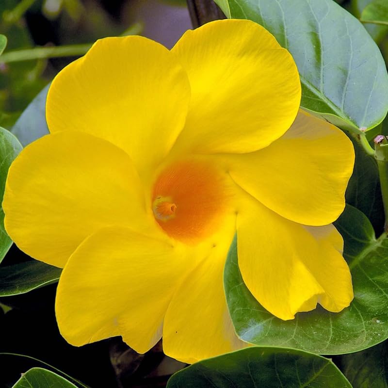 2 Mandevilla Live Plants, Mandevilla Flowering Vines Trellis, 4-9 Inch Tall Plants for Hanging Baskets, Container and Garden Growing