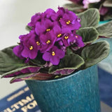 Purple African Violet Live Plant, African Violet Houseplant in 4" Pot, Blooming Indoor Plant for Home or Office with Vibrant Flowers
