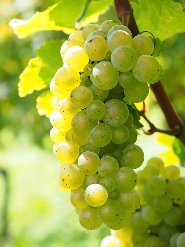 Green Grape Vine Plant1-2 Years Olds, Grape Plant Live for Planting, Sweet Grape Fruits Tree Live Plant, Large Bareroot
