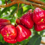 Wax Apple Tree Live, Apple Fruit Tree 2–3 Feet Tall, Tropical Fruit Tree for Outdoor Planting
