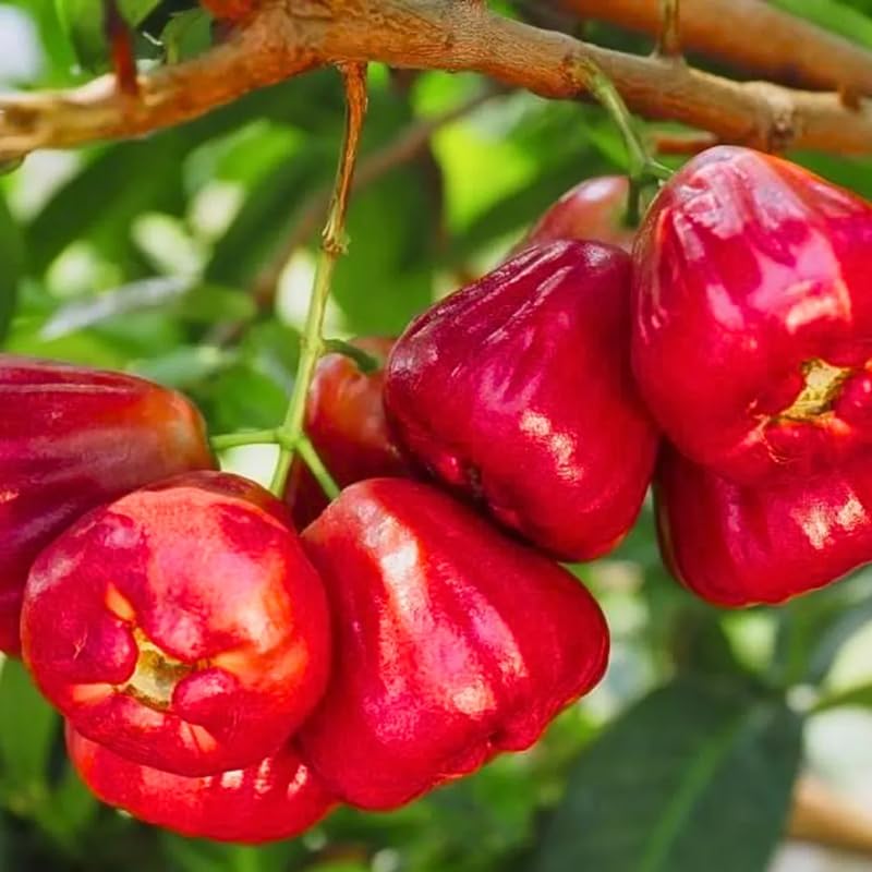 Wax Apple Tree Live, Apple Fruit Tree 2–3 Feet Tall, Tropical Fruit Tree for Outdoor Planting