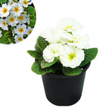 Primrose Live Plant, White Primrose Plant in 4'' Pot, 4-6'' Tall, Hardy Primrose Flower Plant, Colorful Blooms, Perennial Plants