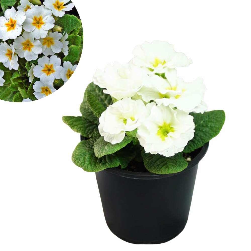 Primrose Live Plant, White Primrose Plant in 4'' Pot, 4-6'' Tall, Hardy Primrose Flower Plant, Colorful Blooms, Perennial Plants