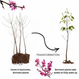 Set of 2 Redbud Trees Live Bare Roots, 16-24 Inches Tall, Hardy Flowering Ornamental Trees for Outdoor Planting