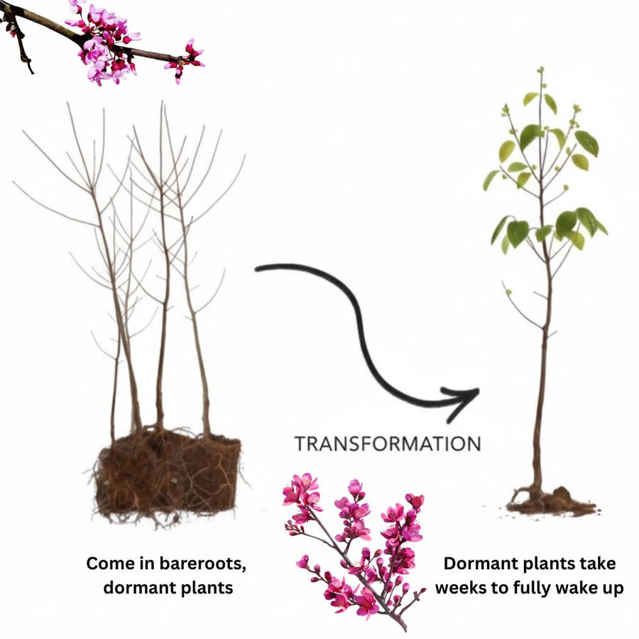 Set of 2 Redbud Trees Live Bare Roots, 16-24 Inches Tall, Hardy Flowering Ornamental Trees for Outdoor Planting