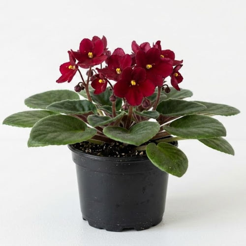 African Violets Live Plants, African Violet Plant Live in 4 Inches Pot, Violets Flowers Houseplant, 4-7 Inches Tall for Home Office Decor (Burgundy Red)