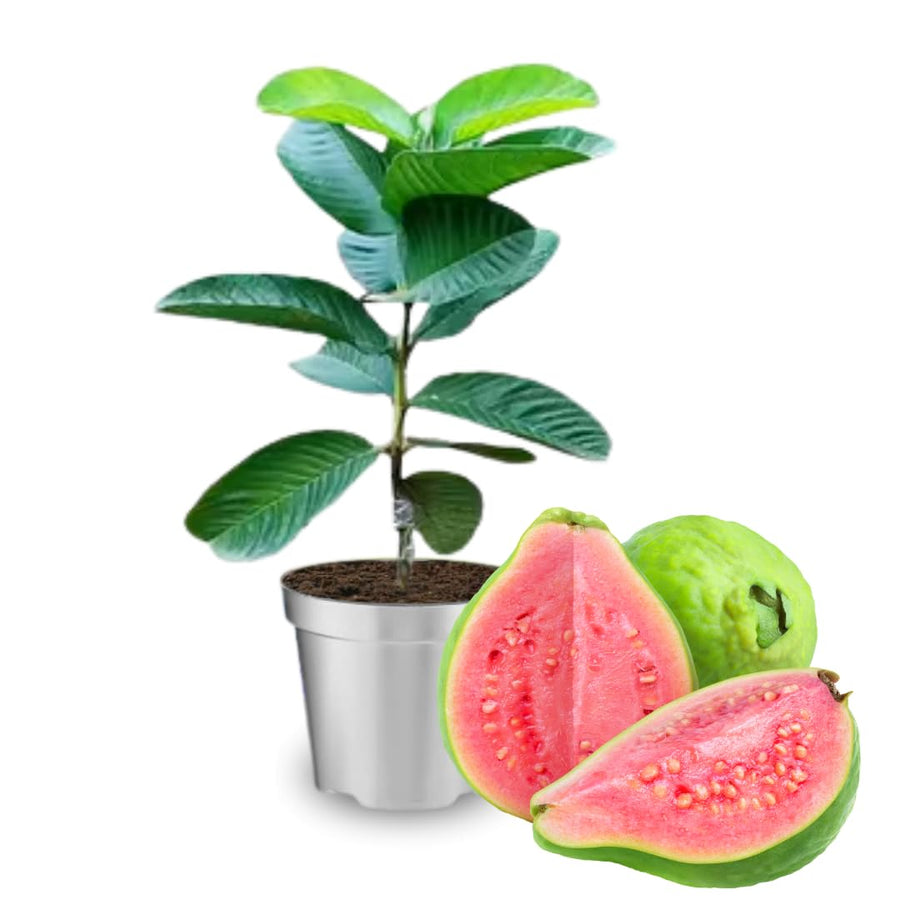 Set 3 of Pink Guava Trees Plants Live for Planting, 5-9" in Tall Sweet Fruit Guava for Outdoor Planting, 10 Months Old Tree, Zones 9-11