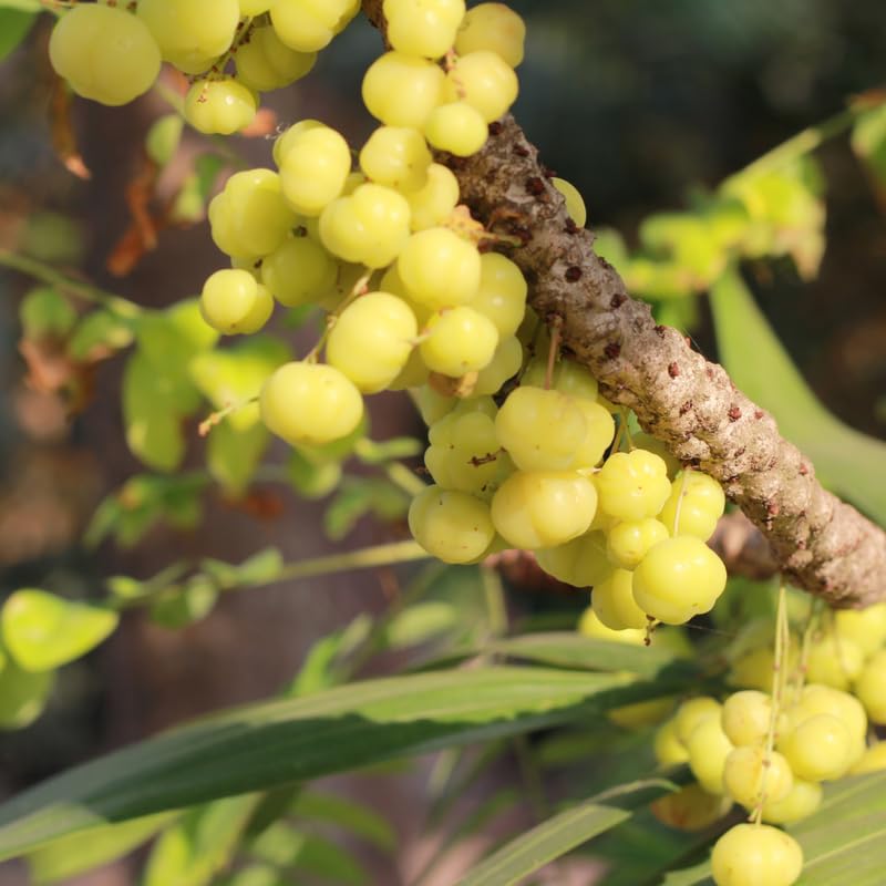 Star Gooseberry Plant Live, 8-12 Inch Tall Fruit Tree in Gallon Pot, Well-Rooted for Planting Outdoor