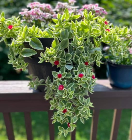 Variegated Baby Sun Rose Plant, Ice Plant in 2'' Pot, Live Succulent Groundcover Plants, Easy-Care Indoor or Outdoor Plants