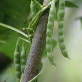2 PPP Green Beans Plant Live, 4 to 6 Inches Tall, Green Bean Plants Live for Planting, Potted Vegetable Starter Plants for Home Gardens