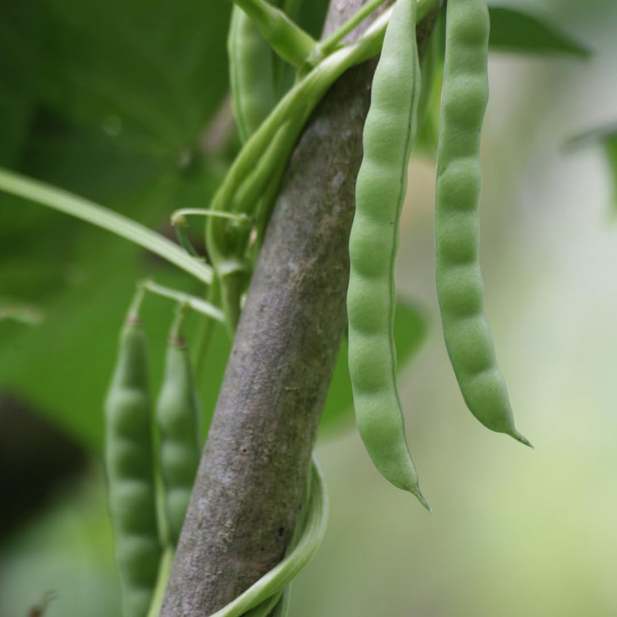 2 PPP Green Beans Plant Live, 4 to 6 Inches Tall, Green Bean Plants Live for Planting, Potted Vegetable Starter Plants for Home Gardens