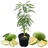 Green Sweet Mango Tree Live, 2 Feet Tall Mango Plant Live in Pot, Tropical Fruit Tree