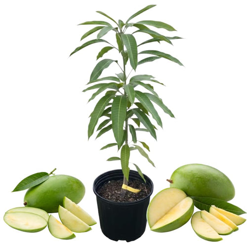 Green Sweet Mango Tree Live, 2 Feet Tall Mango Plant Live in Pot, Tropical Fruit Tree