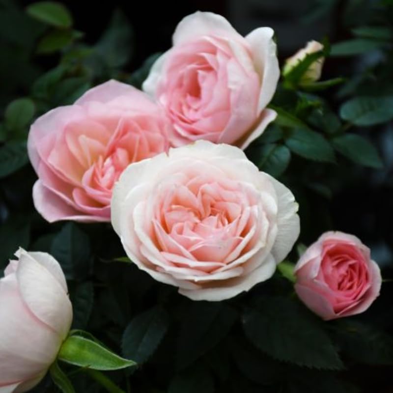 Light Pink Mini Rose Plant Live, Miniature Rose Bush in 3" Pot, Indoor Outdoor Flowering Plant, Compact Live Rose for Gifts and Gardens