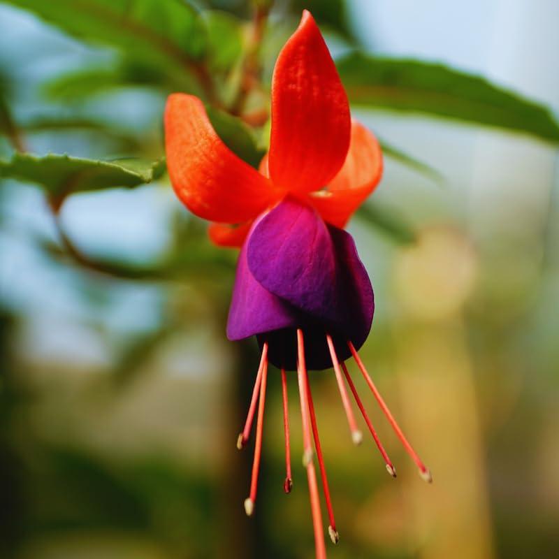 4 Fuchsia Flower Plants from 4 Inches Tall, Purple Red Fuchsia Plants Live