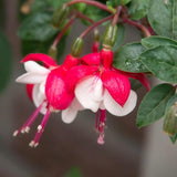 Pink White Fuchsia Plant Live in 5-Inch Pot, Hanging Basket Flower, Hardy Fuchsia Vine for Shade Gardens, USDA Zones 8-11