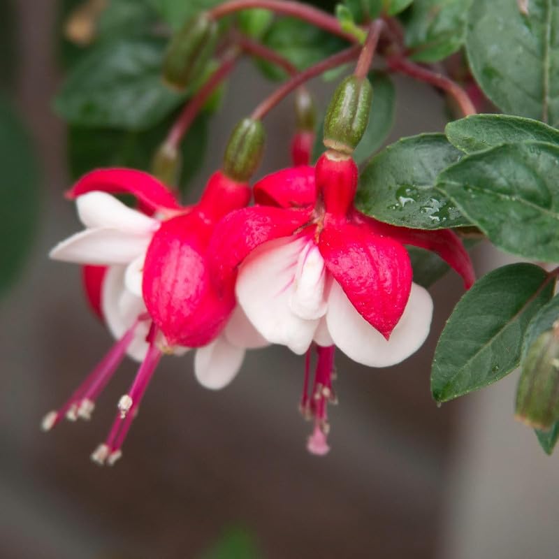 Pink White Fuchsia Plant Live in 5-Inch Pot, Hanging Basket Flower, Hardy Fuchsia Vine for Shade Gardens, USDA Zones 8-11