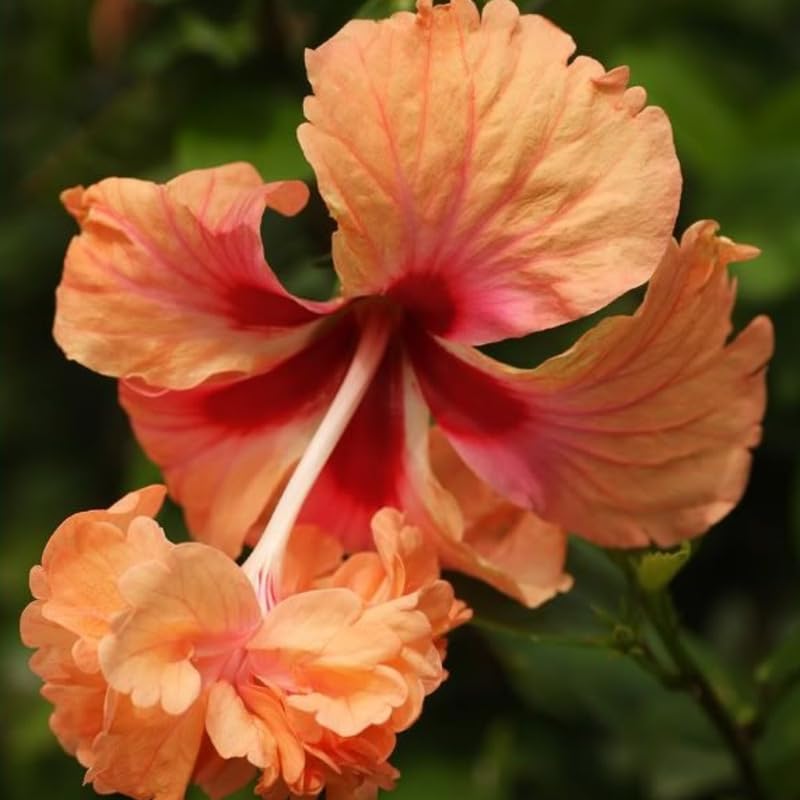 Set 2 Hibiscus Plants Live, Perennial Hibiscus Flower Trees 5-9 Inches, Outdoor Garden Planting