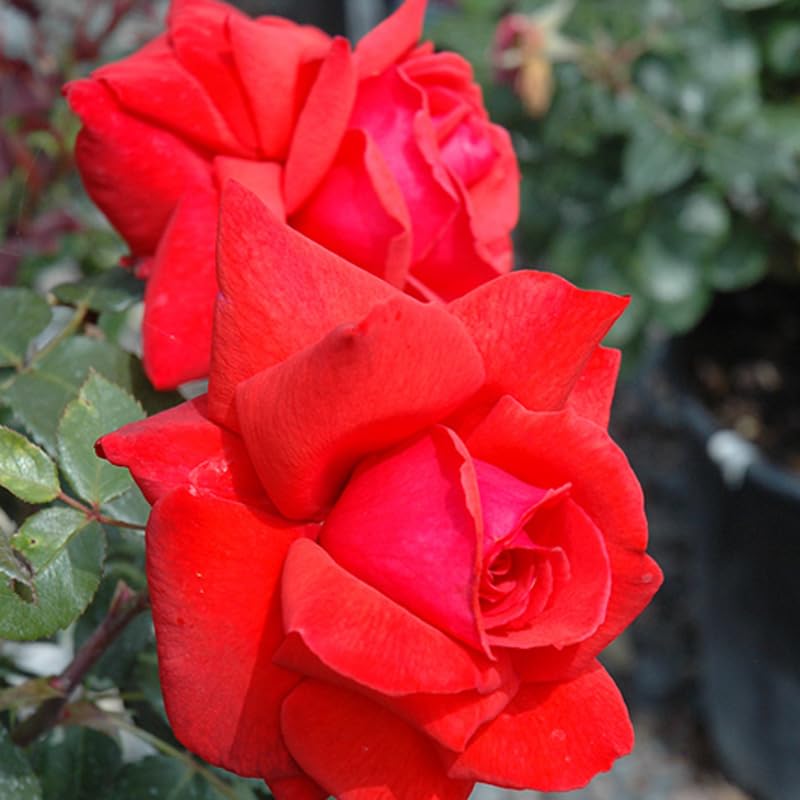 Climbing Bush Roses for Garden, Fragrant and Hardy Rose Plants for Outdoor Planting, No Pot, 3 to 7 Inc Tall Starter Plant Well-Rooted, Bright Red Blooms