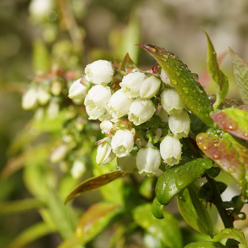 2 Blueberry Plant Live 1 Year Old, Sweet Blueberry Bush Live Plant, Blueberry Tree Live, Blueberries Shrub (Earliblue Blueberry Plants)