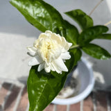 Set 2 Duke of Tuscany Jasmine Plants Live, Jasmine Starter Plugs 3-5 Inches, Fragrant Jasmines Trailing Vine for Garden or Container