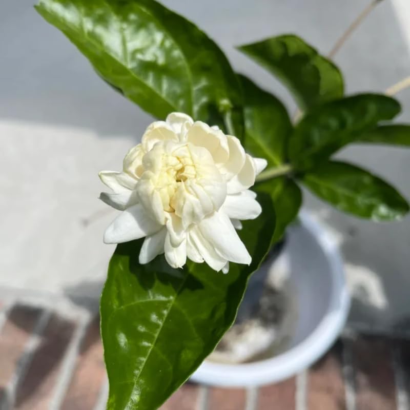 Set 2 Duke of Tuscany Jasmine Plants Live, Jasmine Starter Plugs 3-5 Inches, Fragrant Jasmines Trailing Vine for Garden or Container
