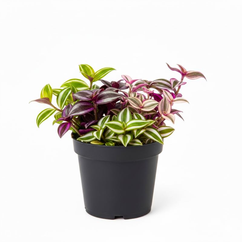 3 Mixed Wandering Jew Live Plants 3-5 Inches, Tradescantia Indoor Plants, Colorful Trailing Houseplant Potted