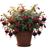 Hardy Fuchsia Plants Live Hanging Basket, Black Fuchsia Plant Pot, 5 Inches Pot, Perennial Colorful Flower Plant