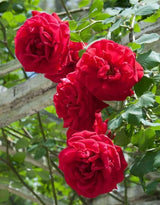 Red Don Juan Climbing Rose Live Plant, Fragrant Climber Rose for Garden, Hybrid Tea Roses Bushes, Establish Root, Cut Back