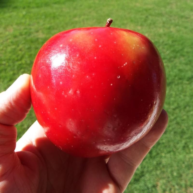 Apple Tree Live Plant, Apple Plant Live for Planting, Bareroot 1.5-2 Feet Tall, Sweet Apple Fruit Tree Ready to Grow Outdoor (Red Delicious Apple)